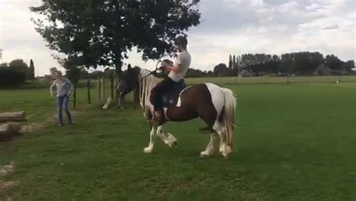 Man riding on horse falls off when horse jumps over hay
