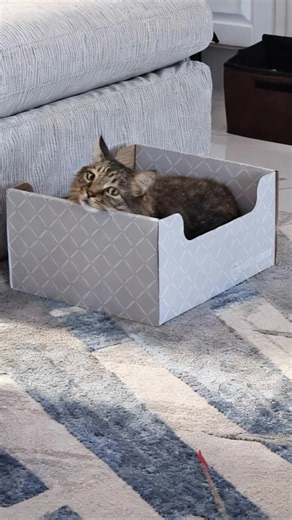 Slow Sunday mode: this tabby is nestled in their Hide & Scratch, chin parked and purrs set to low. 🐱📦✨ Who else is spending today in cozy-box bliss? From this kitty's owner: ⭐⭐⭐⭐⭐ Cats love this box and scratch pad