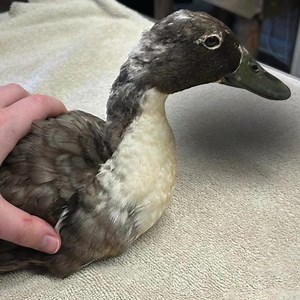 Say hello to Harley the Blue Swedish duck! She was first brought to us with a severe wound on her leg. Harley has since healed from that injury, but she is also blind in her left eye, so she will need a special home. Harley has been with us for well over a year, so she is ready for a new home with a loving owner. She is a sweet duck with gorgeous blue-grey plumage. If Harley has caught your heart, please message us about adopting her at adopt@cwrescue.org | Carolina Waterfowl Rescue