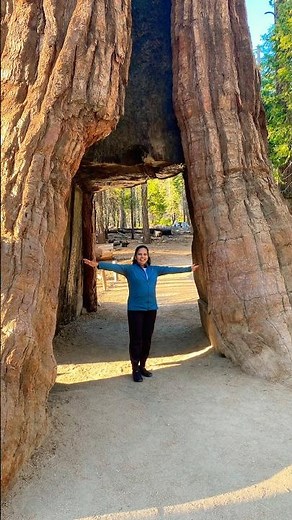 Giant Sequoias @ Yosemite National Park