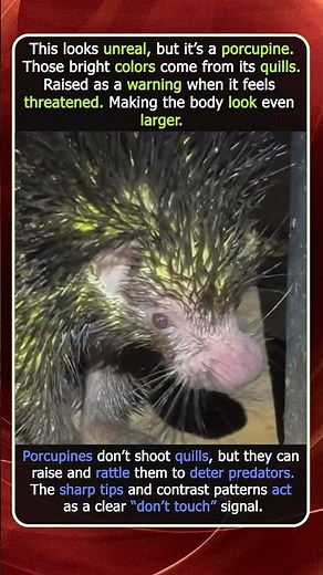 Bright Porcupine Looks Like It’s Glowing