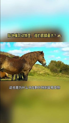 Which land mammal has the biggest eyes? 🐴｜A little-known fact that 99% of people don't know! #Hor...