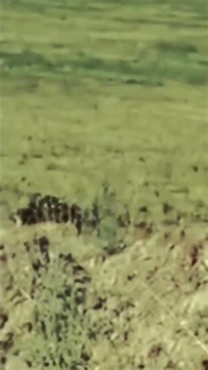 ():We had a great hunt today. It was a great day and an unforgettable experience.