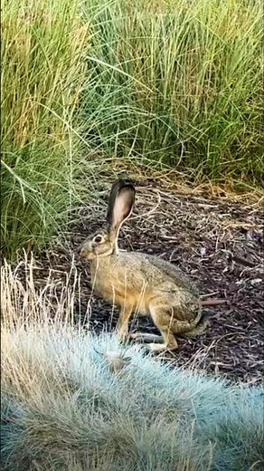 Wild Rabbit – The Untamed Hopper #animalshorts