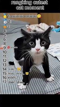 Cute cats #cat #funnycats #fyp #shorts #new #funny #subscribe