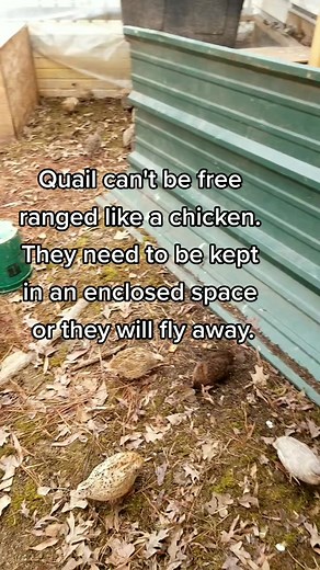 Quail are very good at flying, and it seems like everything wants to eat them. This means they need to be kept in a fully enclosed area. Coops or an aviary built with hardware cloth is the best way to keep the quail in, and everything else out. Quail also need enclosures that are less than 2 feet or over 6 feet. Otherwise they have a high chance of breaking their necks due to how quickly they fly straight up. #raisingquail #shouldigetquail #backyardquail #quailsoftiktok #coturnix #backyardpoultr