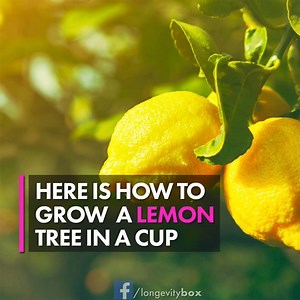 32K views · 394 reactions | Here is how to GROW a LEMON TREE in a cup | Longevity Box | Facebook