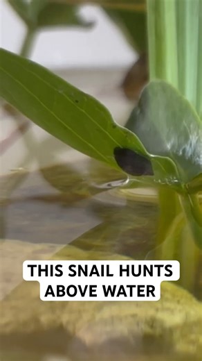 Bladder Snail Climbs ABOVE Water