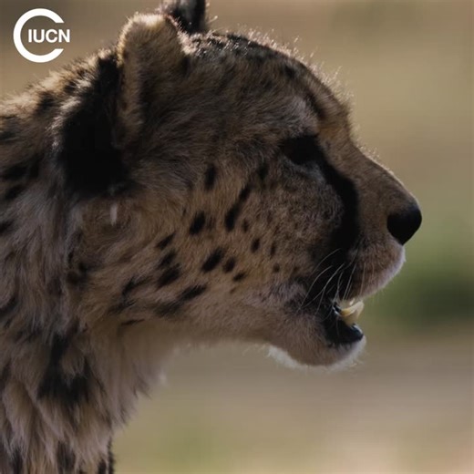 #citescop20 #cites50 | IUCN