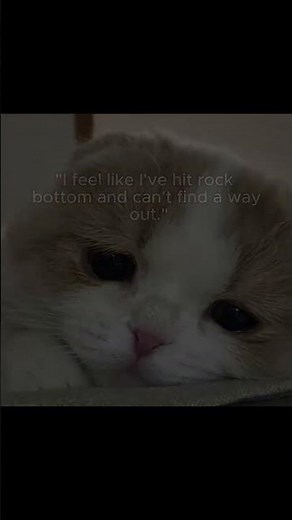 day 38 wise wizard cat tip of the day #cat #motivation #fyp