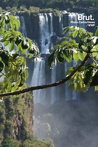 6 million liters of water flow over these falls each second, the equivalent of 2.5 Olympic swimming pools. Welcome to the Iguazú Falls, at the border between Brazil and Argentina. | Brut nature
