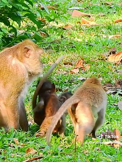 Really aggressive small monkey bad mood on baby #funnyanimals #rescuemonkey #animals #monkey #babymonkey #monkeymovie #monkeymovie