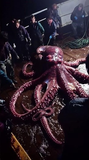 Nighttime Octopus CATCH & COOK!