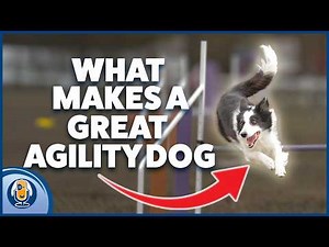 Dog Agility Foundations: Train World Champion Skills Right In Your Living Room! #311 #podcast