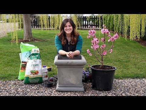 Planting a Miniature Peach Tree! 🍑🧡// Garden Answer
