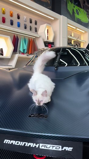 ‏#cats #catsoftiktok #cars #carsoftiktok
