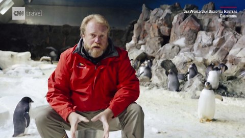 See emperor penguin hatch at SeaWorld in 'once in a decade' event