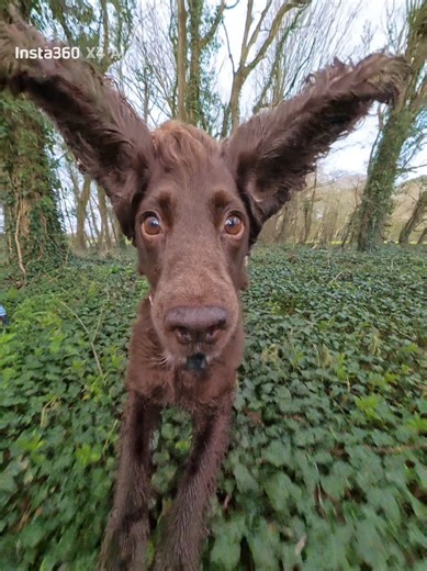 The Stick Accelerator: A Cocker Spaniel's Zoomies