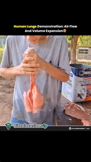 @lumathink on Instagram: "🫁Lung Inflation & Capacity In this video, air is blown into the lungs to demonstrate how they expand when filled. This shows the concept of lung capacity, which is the maximum amount of air our lungs can hold. When we inhale, air travels through the trachea into the lungs, where tiny sacs called alveoli expand. Here, oxygen enters the blood while carbon dioxide is removed. This simple experiment clearly shows how our respiratory system works to keep us alive. Follow us