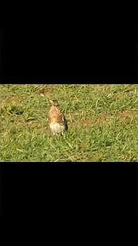 THE FIELDFARE: BIRD OF THE WEEK. Stunning [4K] Winter Bird Footage. (Short) #irishwildlife #birds