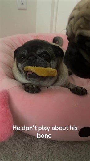 He’s not called grumpy gus for no reason #xyzcba #foryou #dogmom #pugsoftiktok #pugs