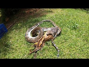 Reticulated python eats a goose and vomits it up / Neonate Season / Snakes in Puerto Rico 🇵🇷
