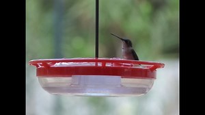 Watch So easy to see the hummingbirds! on Amazon Live