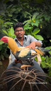 46K views · 1.6K reactions | Big match tayari #srifarmsrooster #srifarmsrooster #virałpost #view #viralreels #viral #virelvideo #viralvideos #kodipunjulu #viralshort #sankratispecial❤️ | Sri Farms India | Facebook
