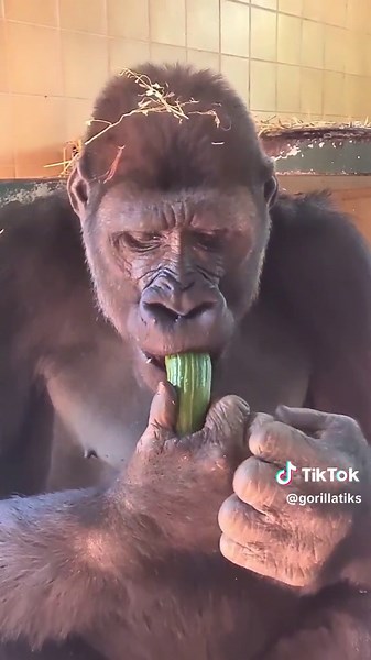 Gorillas have amazing digestive systems and can get all of their water from their food! #gorilla #asmr #mukbang #gorillaasmr