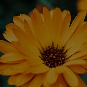 Have you ever gotten frustrated when you want to learn about a plant, only to open up a bunch of herb books and get a few brief paragraphs and lists of what the plant is “good for?” And then you close those books and feel like you still don’t understand that remedy? If so, you’re not alone. Unfortunately a lot of herbal monographs miss the mark when it comes to giving you everything you need to not only holistically understand plants, but also know how to effectively apply them therapeutically. 