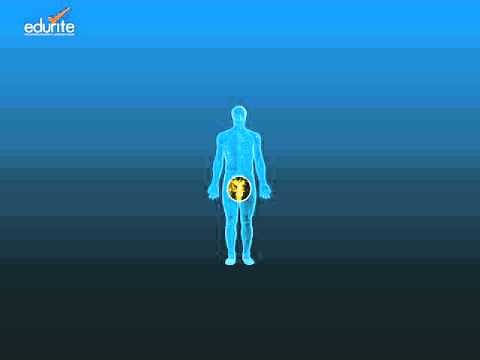 A General Overview of the Male Reproductive System