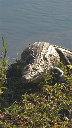 Crocodile just taking a break in the Crocodile River, Crocodile bridge gate, Kruger National Park | Latest Wildlife Sightings