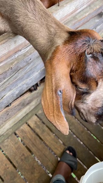 Ear Tagging Nubian Goats on the Farm: The Reason Behind It!