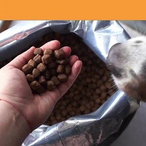 🐕 Sunday dog food, Monday dog food, Tuesday dog food... But IS it really ok for my dog to eat the same thing every day? 🤔 Top veterinarian & creator of Nutra Complete, Dr. Gary Richter, reveals the answer — and what it means for YOUR dog's health! Tap here now to try Nutra Complete 👉 bit.ly/350APpB | Ultimate Pet Nutrition