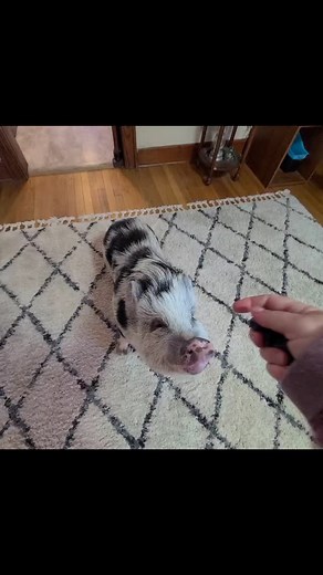 Polly and Roxy doing some tricks together ❤️ #minipigs #pigtrainer #animals #pigtraining #rescuepigs #pigs #ilovemypigs #pigtrainer #kunekunepigs | Polly the Performing Princess Pig