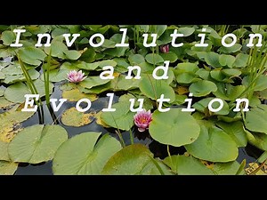 Involution and Evolution of Consciousness