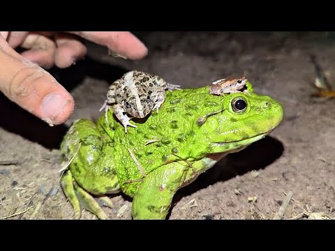 Catch frogs funny for laugh hahaha | funniest big frog | Frogs jump to laugh | frog and toad