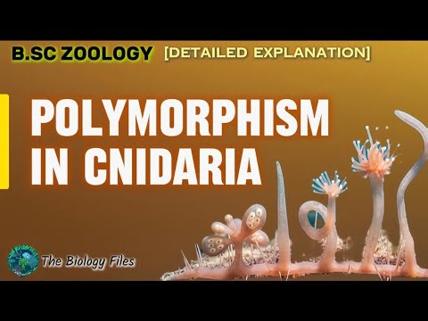 B.SC ZOOLOGY ||polymorphism in Cnidaria|| secrets of cnidarian colony