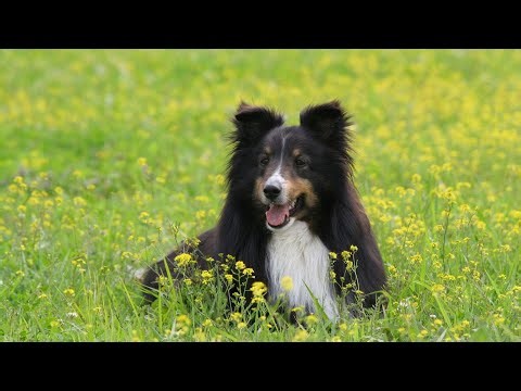 Managing Barking in Shetland Sheepdogs
