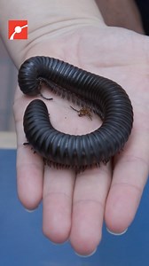 We’re not pulling your leg — the giant African millipede is one of the largest millipede species on the planet!🦵🐛 #Animals #Science #Millipede #GiantAfricanMillipede | Museum of Science, Boston