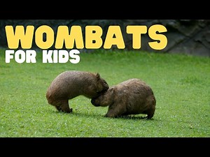 Wombats for Kids | Learn all about these cute marsupials - Videos For Kids