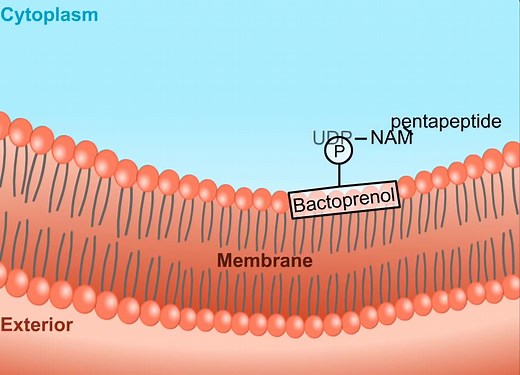 肽聚糖合成过程·Peptidoglycan Biosynthesis [HD Animation]