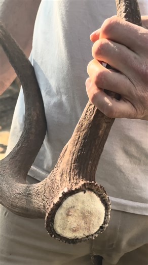 🦌 Les bois lui en tombent ! ❄️ Dans les environs du mois de février, le cerf élaphe, observable au Parc animalier de La Barben, vit une étape importante et naturelle de son cycle de vie : la chute de ses bois. Après la période du brame, son organisme produit moins d’hormones, entraînant le détachement progressif des bois. Mais rassurez-vous, cette chute ne lui provoque aucune douleur ! Au contraire, cela lui permet de renouveler chaque année ses bois pour en arborer de plus beaux encore 😉 ❔ Po