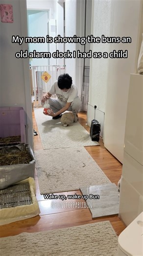 We were cleaning and my mom found an old bunny alarm clock. She was showing it to them and only BunBun was interested. The 衰仔 (sui zai), aka Chewy, was not interested lol ------------------------------------------------- 🐰All the bunny kitty things we love/created are linked in bio. We’re on TikTok & YouTube too! #lopbunny #rabbits #bunny #兔子 #うさぎ #토끼 #cantonese #asianmom | bunstoppablebun
