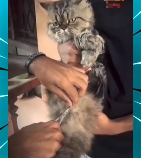 3.9K views · 56 reactions | 퐌퐞퐨퐰퐝퐞퐞퐧...藍藍藍 | Meme Addicts | Facebook