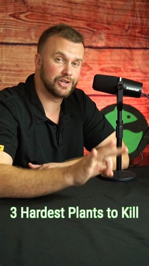 The 3 easiest plants to grow in hydroponics #hydroponics #aquaponicsystem