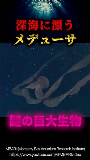 Extremely rare giant deep sea creature! Stygiomedusa gigantea