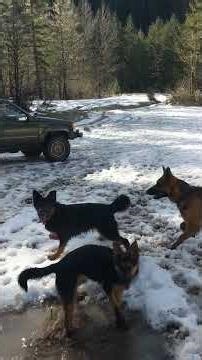 Snow dogs 2019. #germenshepherd