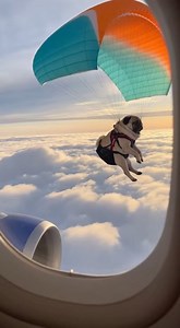 Pug skydiving. | Grace Farm Senior Pug Sanctuary