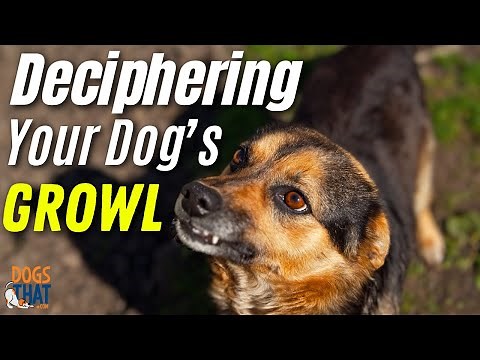 Growling, Snarling and Snapping: Deciphering Your Dog’s Growl